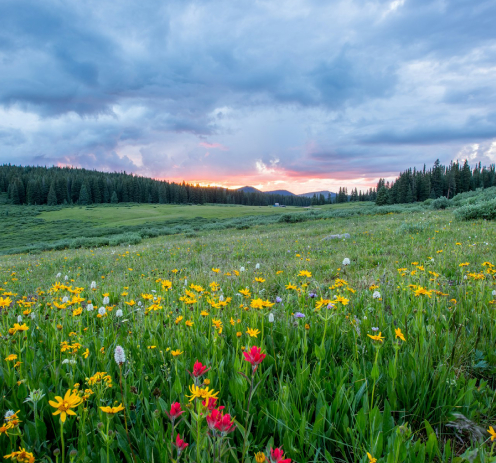 Couples Therapy: Healing the Partnership