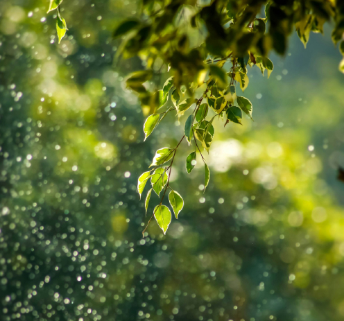 Professional Supervision